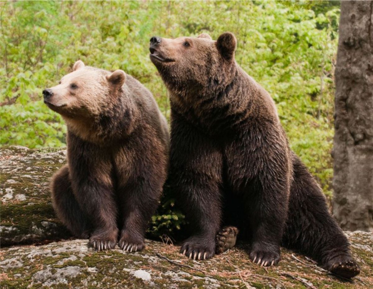 two grizzly bears on a rock in a forest
