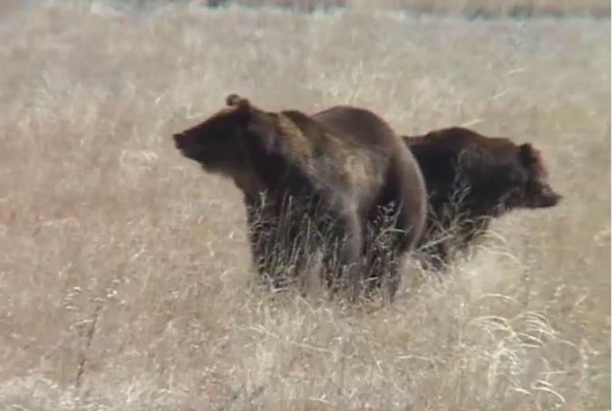 two grizzly bears in a field