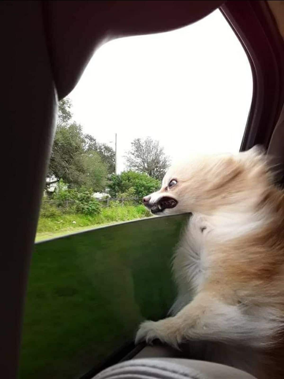 brown and white fluffy dog sitting in a car next to an open windown with the breeze blowing the fur and jowls back showing teeth