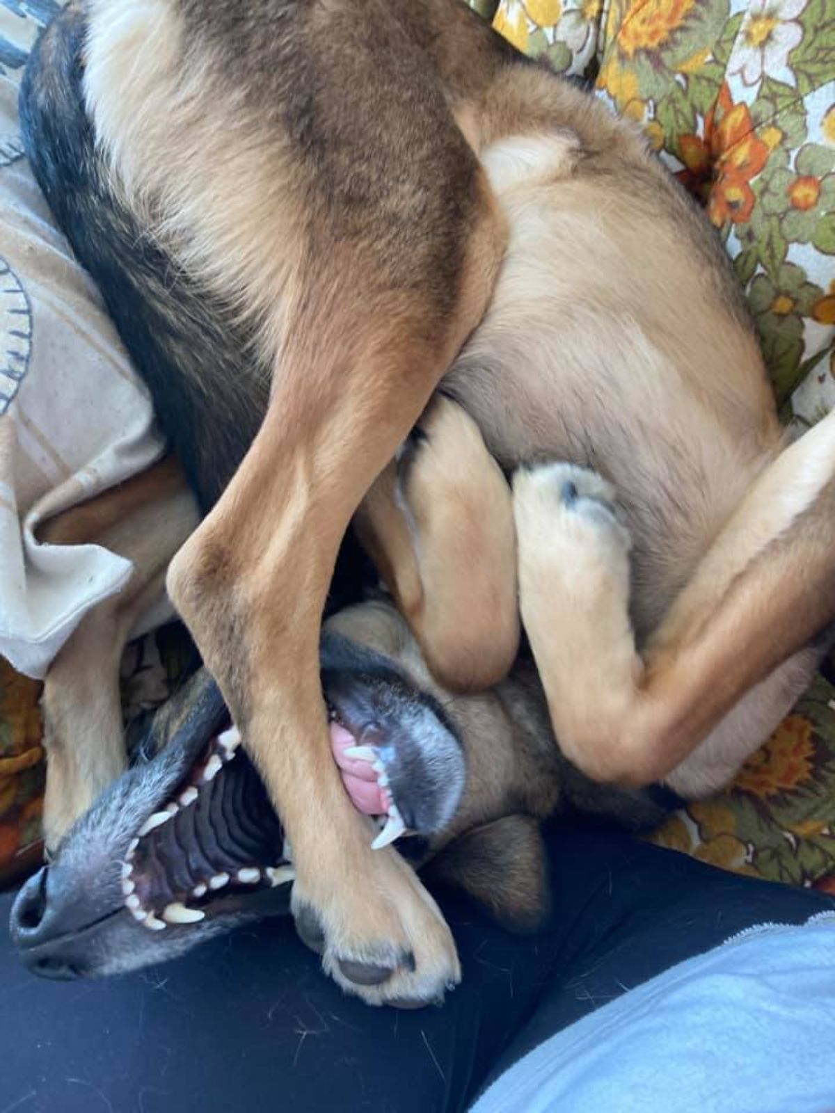 german shepherd sleeping belly up with one back leg inside its open mouth