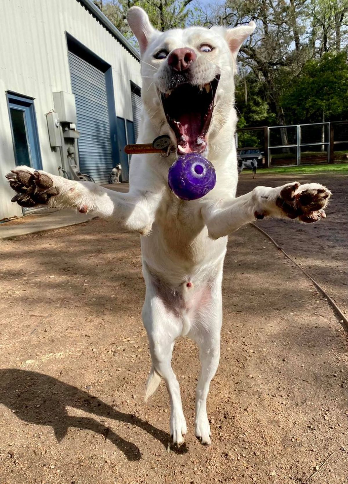 white dog jumping to catch a purple ball in front of it with its mouth fully open and the front legs reaching forward