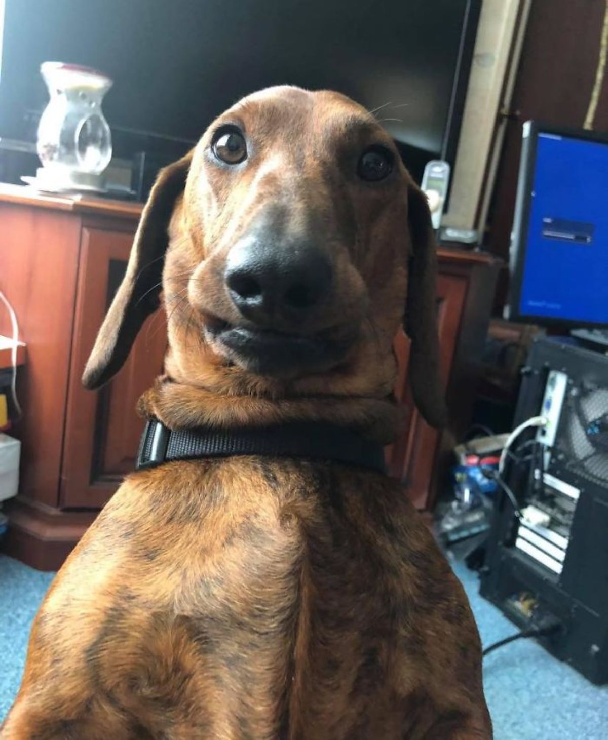 brown dog with a black collar moving head back and having multiple chins