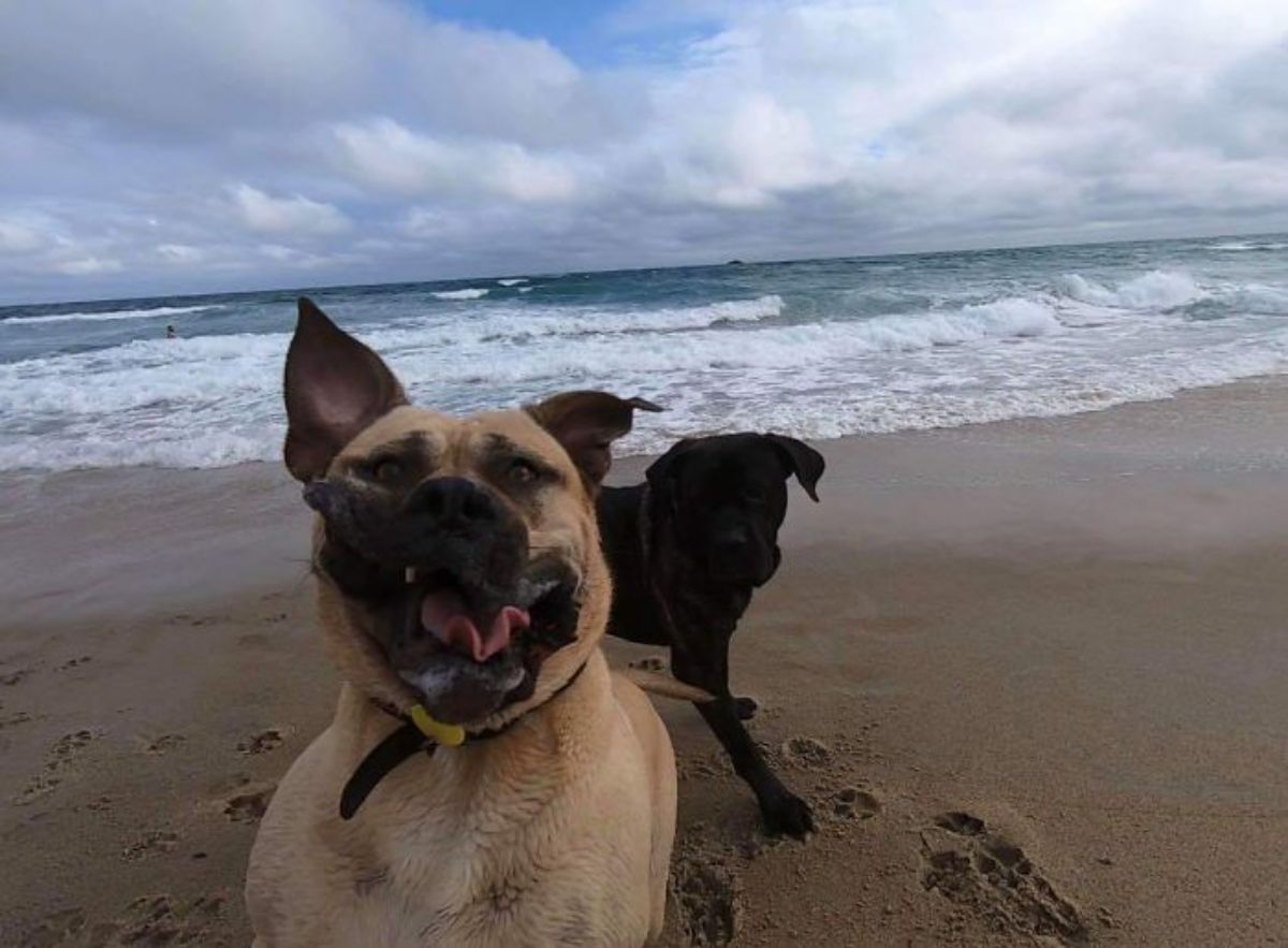 brown dog and black dog on the beach with the brown dog jumping up and the jowls moving upwards