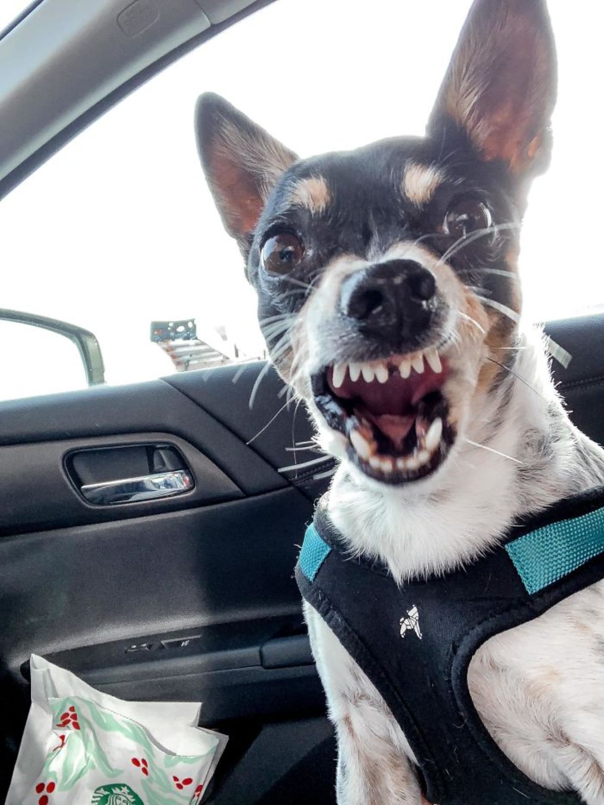 black white and brown dog wearing blue and black harness in a car with the mouth open in a bark