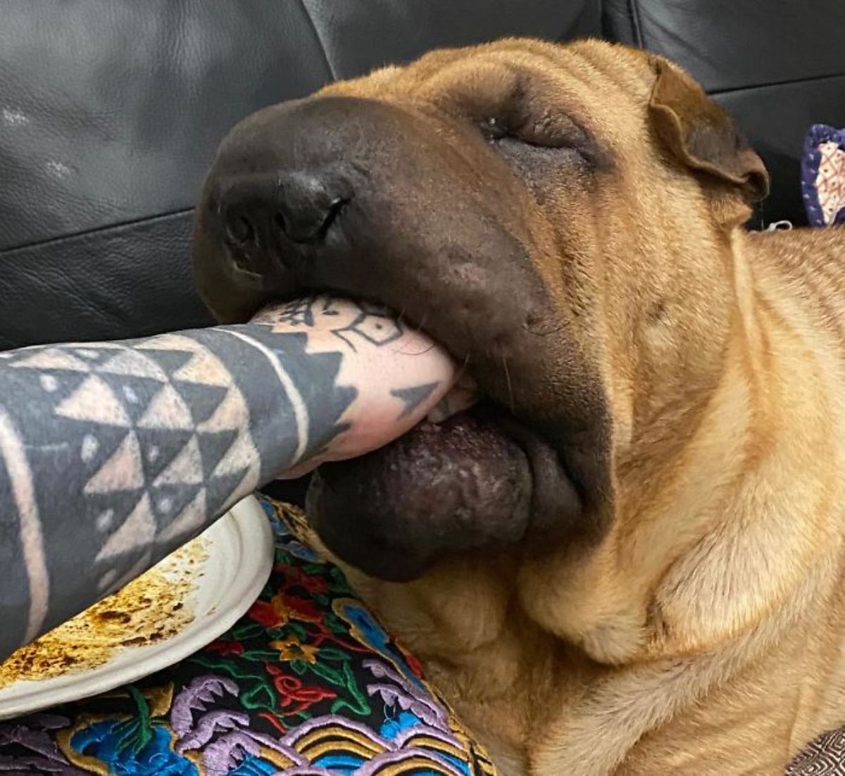 brown shar pei laying on a black sofa with someone's hand inside its mouth