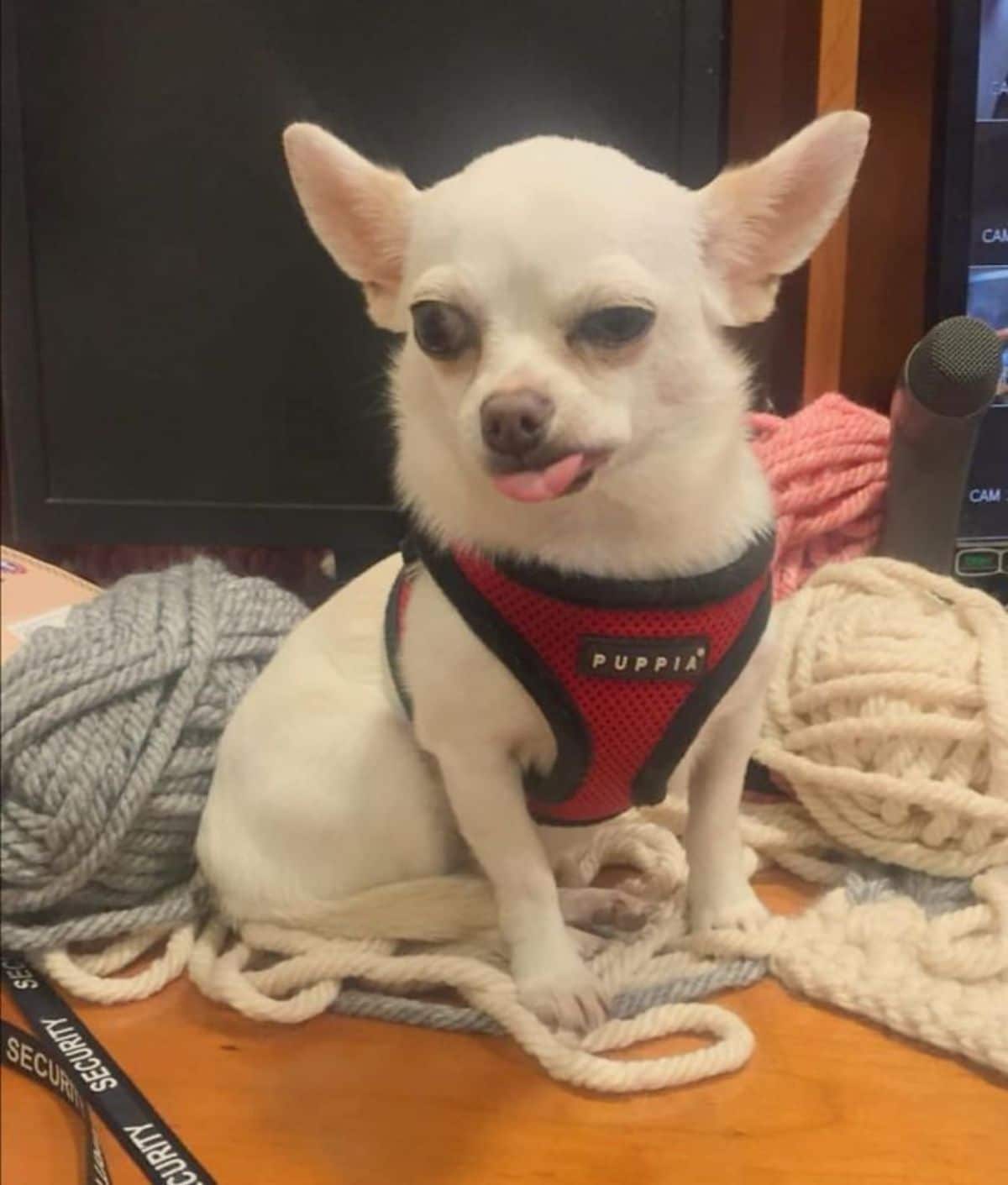white chihuahua wearing a black and red harness with the left eye partly closed and the tongue sticking out slightly