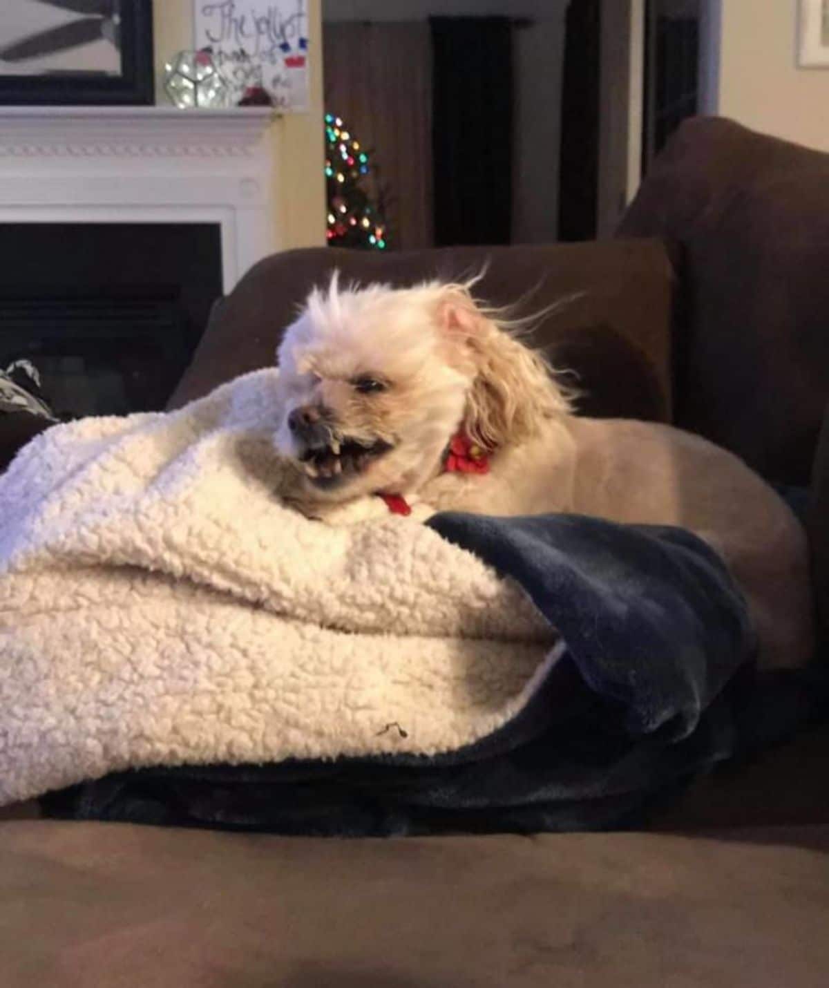 white fluffy dog laying on a white blanket on a brown sofa growing with teeth showing