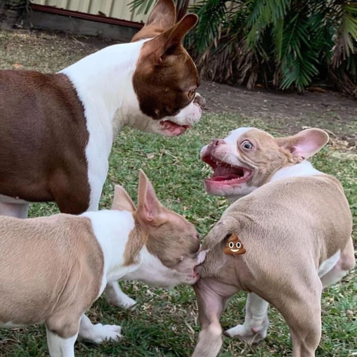 light brown and white dog biting the butt of another light brown and white dog while a dark brown and white dog stands next to them