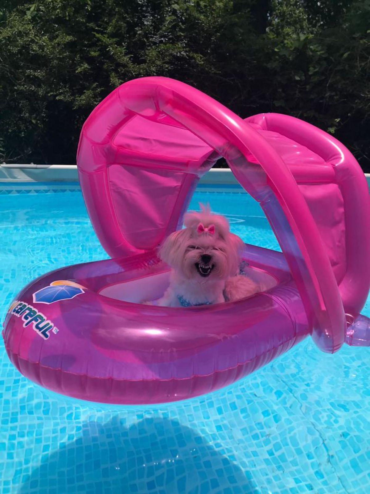 white fluffy dog with a bow in its hair sitting in a large pink pool float with a roof snarling at the camera