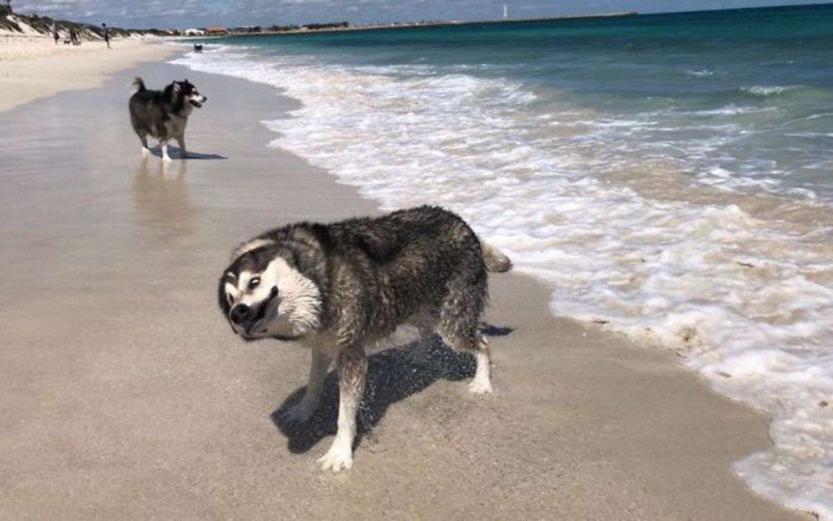 black and white husky on the beach shaking water off with the face tilted sideways while another black and white husky stands on the sand
