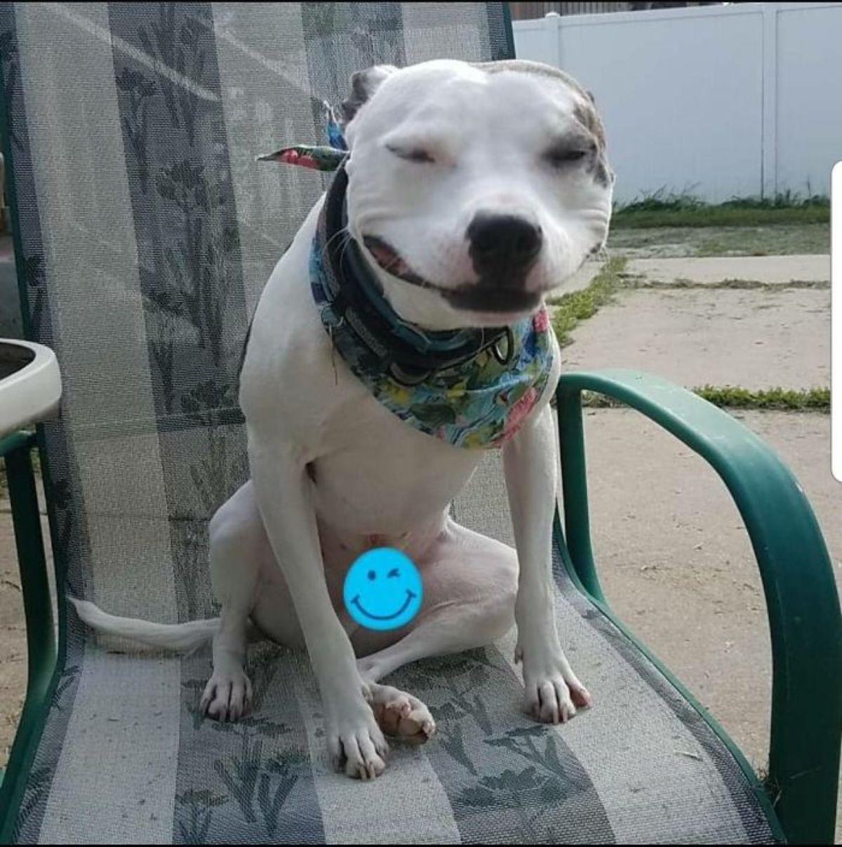 white pitbull sitting on a black and white lawn chair smiling