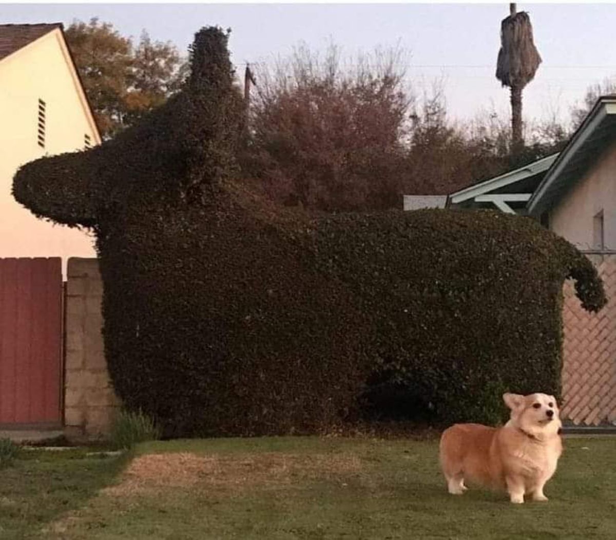 brown and white corgi standing on a lawn next to a giant topiary of a corgi
