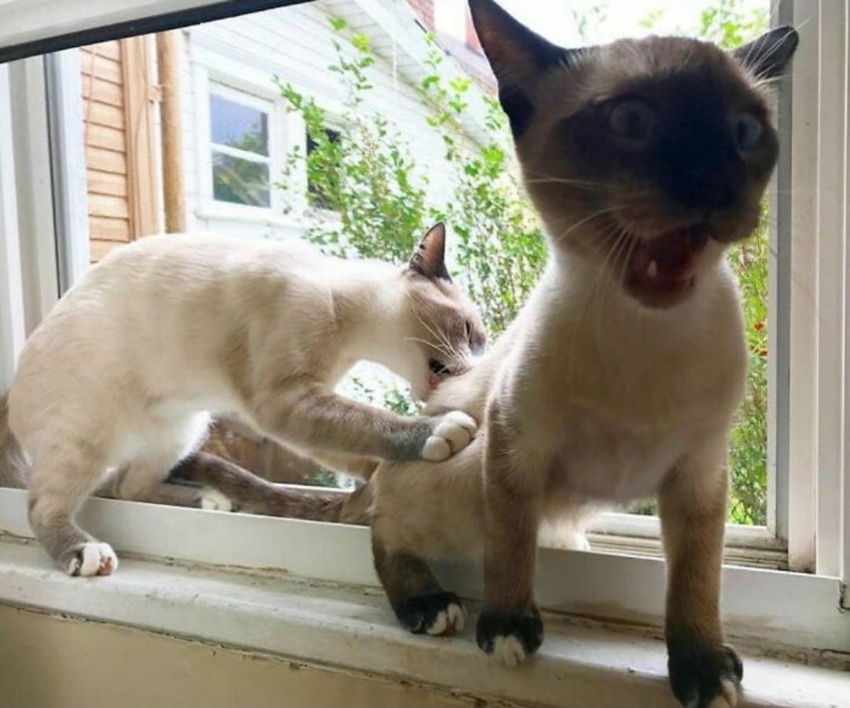 light brown siamese kitten sitting on a windowsill biting the back of another light brown siamese kitten who is screaming