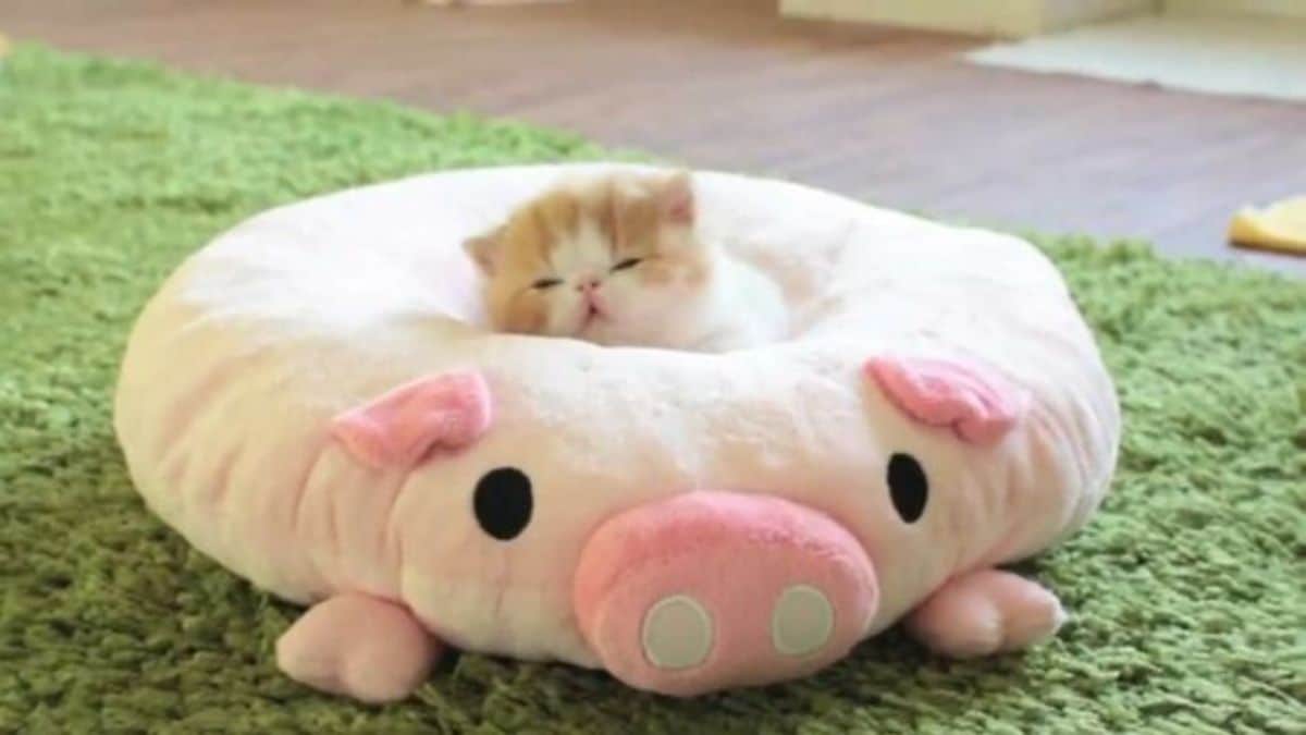 orange and white kitten sleeping in the middle of a pink pig stuffed donut cushion