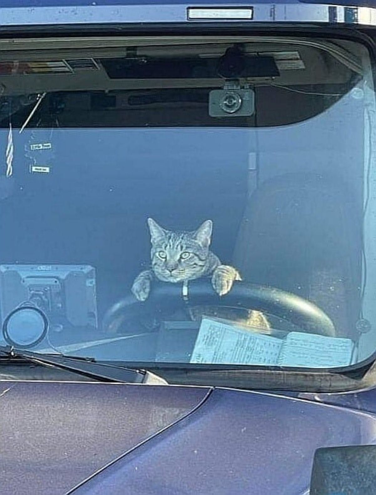 grey tabby holding onto the steering wheel of a truck