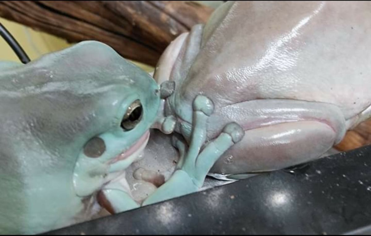 green frog holding on the the butt of a light brown frog
