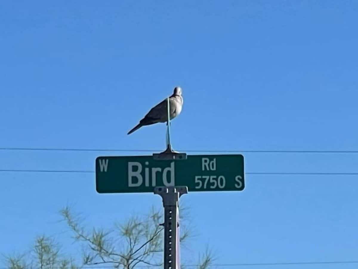 grey pigeon standing on a green road sign that says bird road