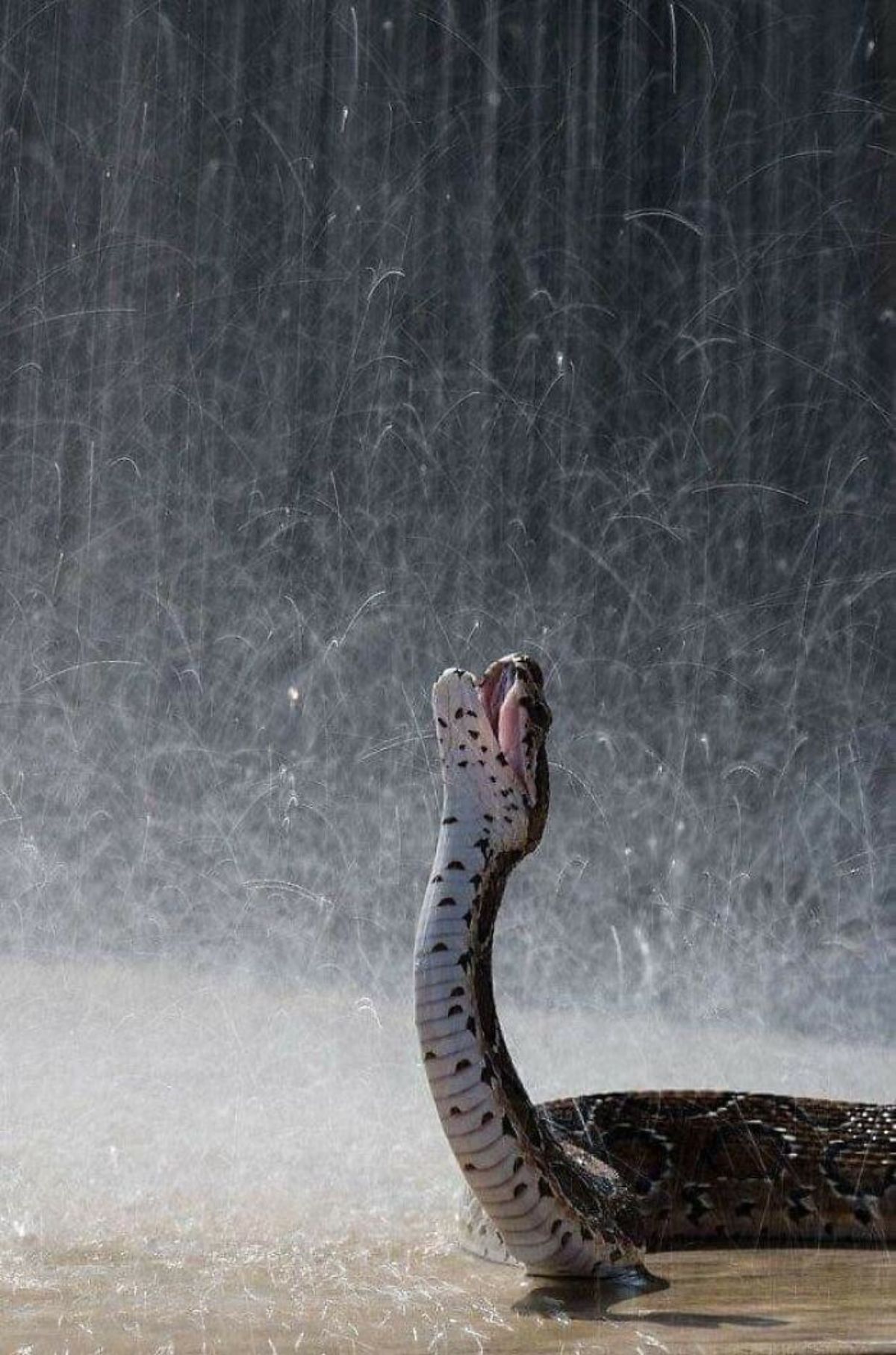 black and white serpent with part of its body reaching up with the mouth open in the rain