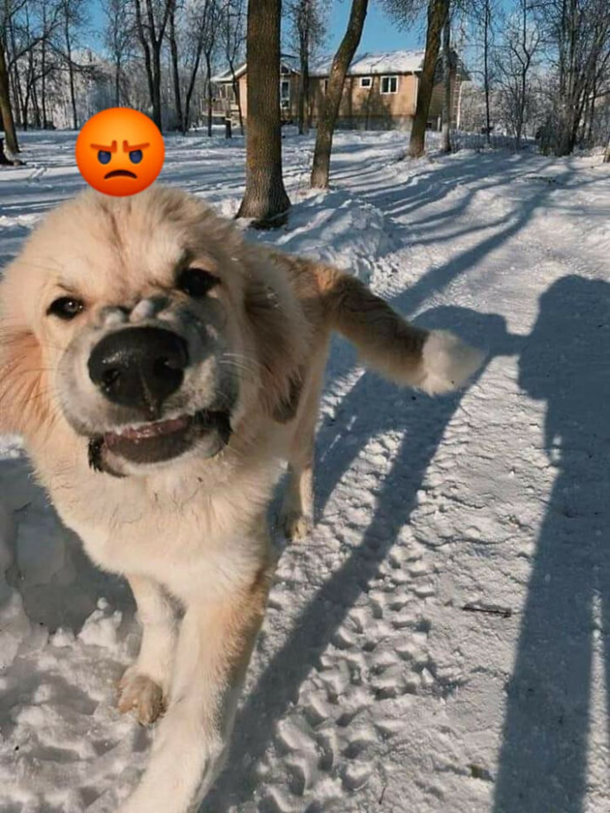 brown dog standing in snow looking angry at the camera with an angry face emoji placed over the dog's head