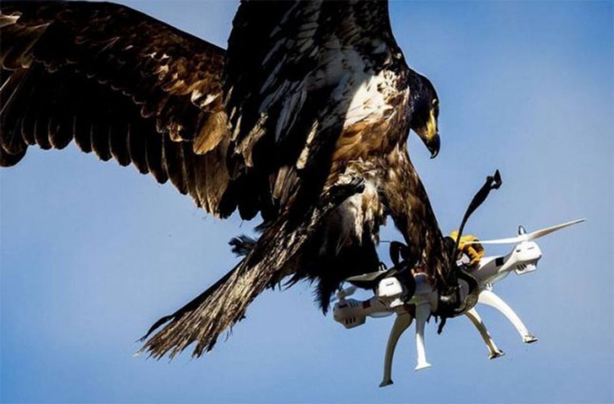 eagle holding a drone with the talons while in the sky