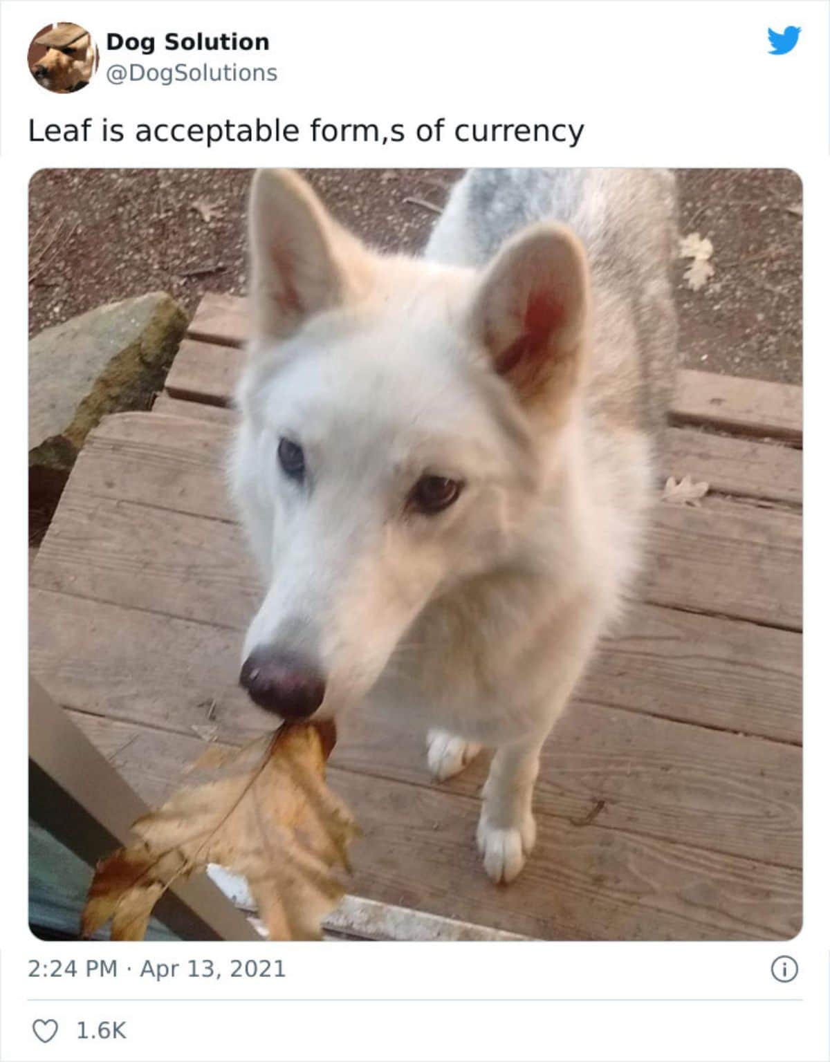 fluffy white dog standing on wooden patio with a brown leaf in its mouth