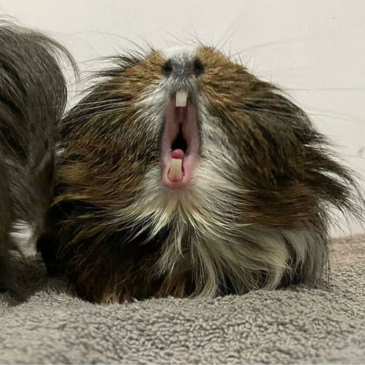 black white and brown guinea pig on a grey blanket with its mouth open wide and teeth showing