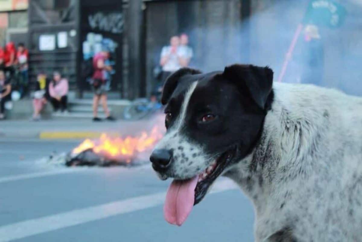 black and white dog standing in the road with a fire happening behind it