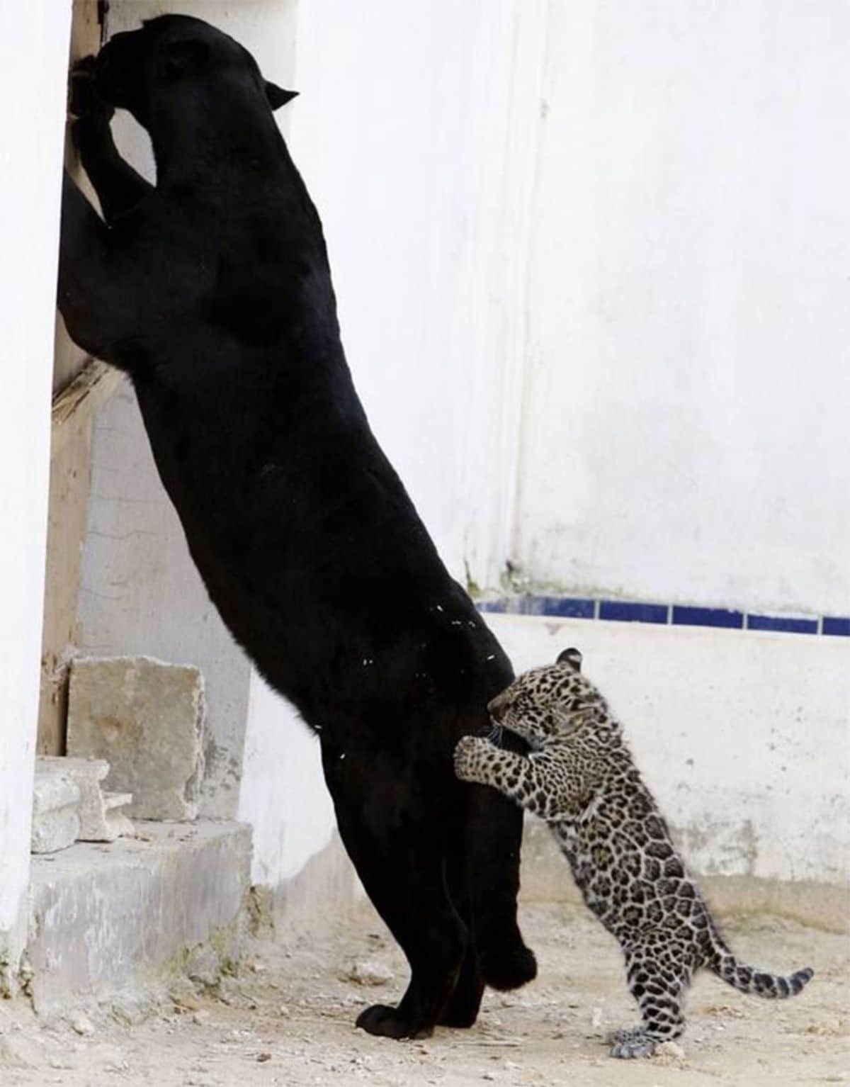black panther standing on hind legs and standing against a wall with a leopard cub standing on hind legs and biting the panther's tail