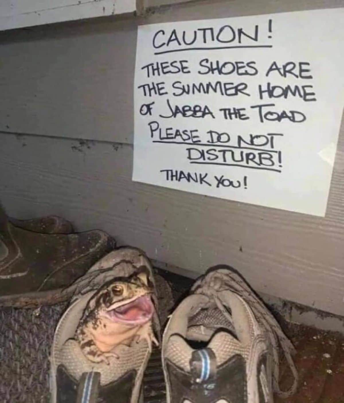 a toad inside grey sports shoes with a note on the white wall saying the shoes in the summ are the home of jabba the toad and to not disturb him