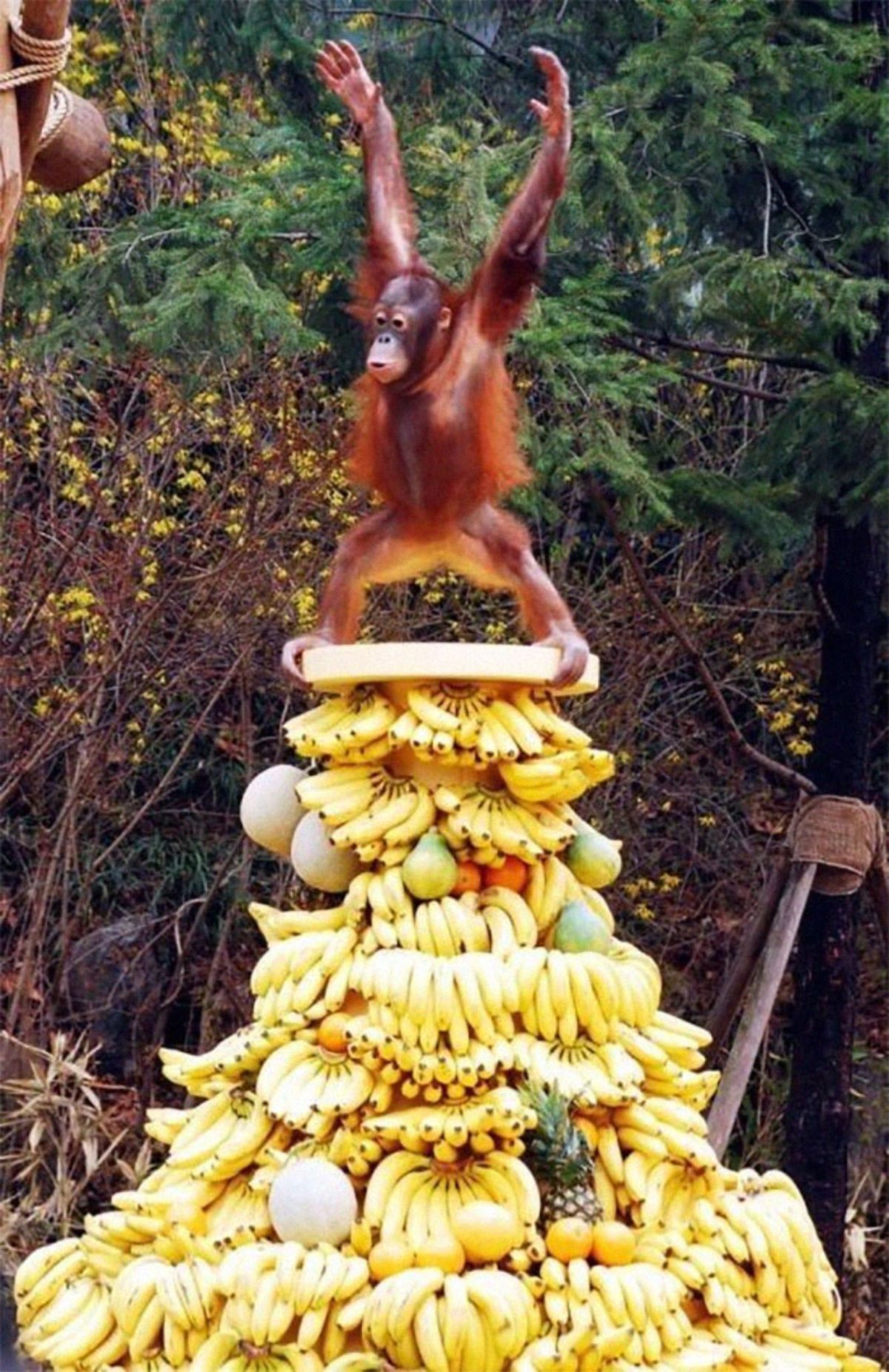baby orangutan standing on a platform placed over a tall pile of mainly bananas and other fruits with the orangutan raising its hands in the air