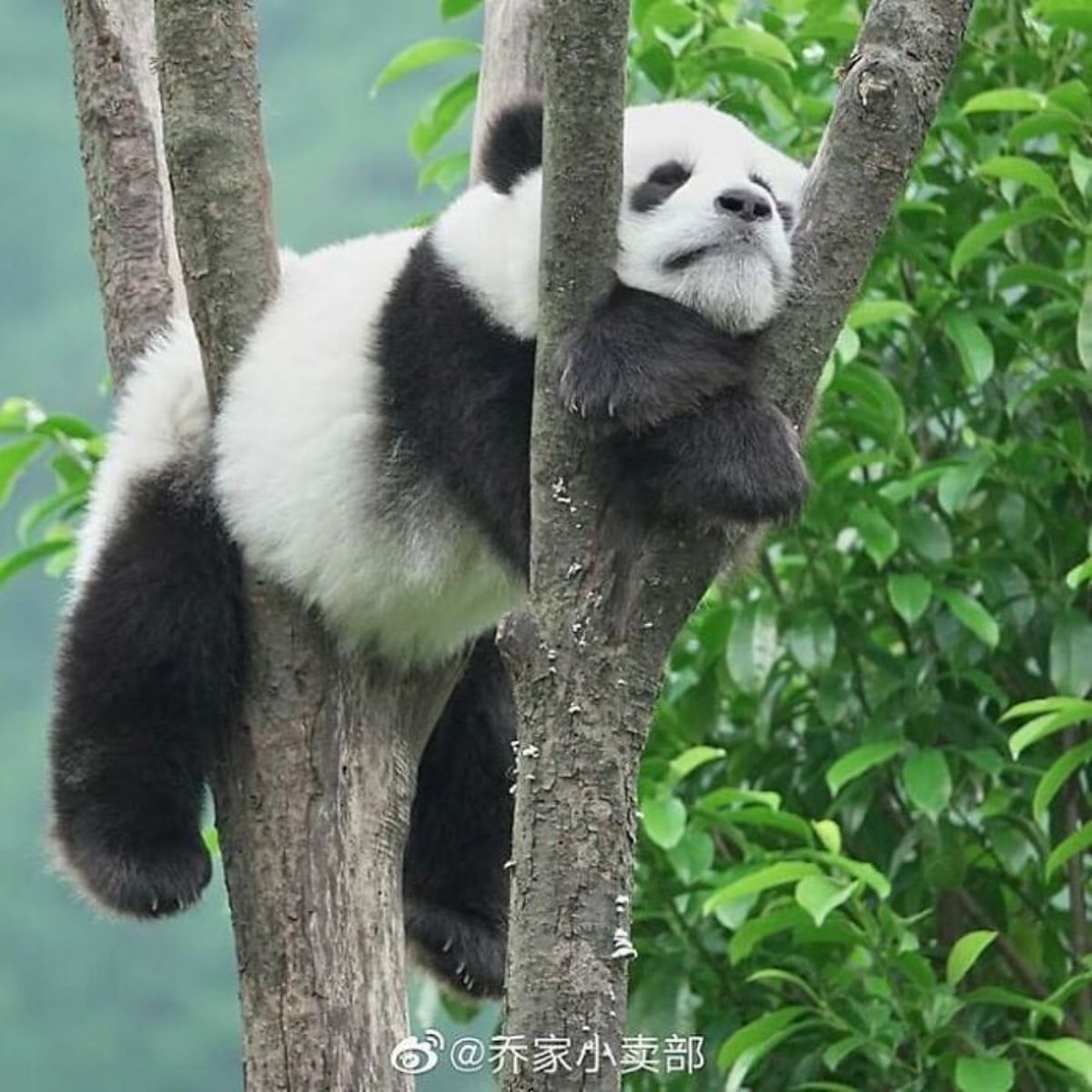 black and white panda laying in a tree with its limbs and head falling through gaps in branches