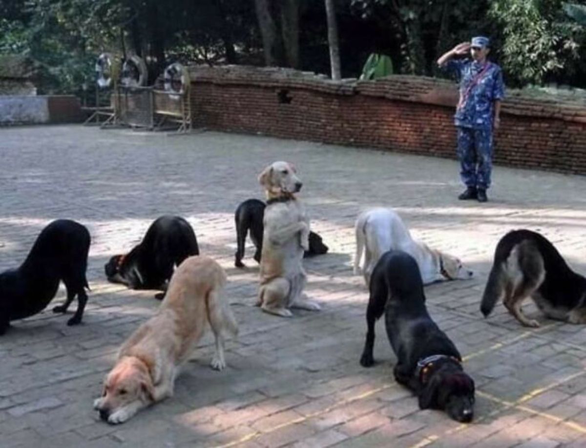7 dogs standing with their front paws and chin resting on the ground and a brown and white dog sitting on its hind legs in the middle