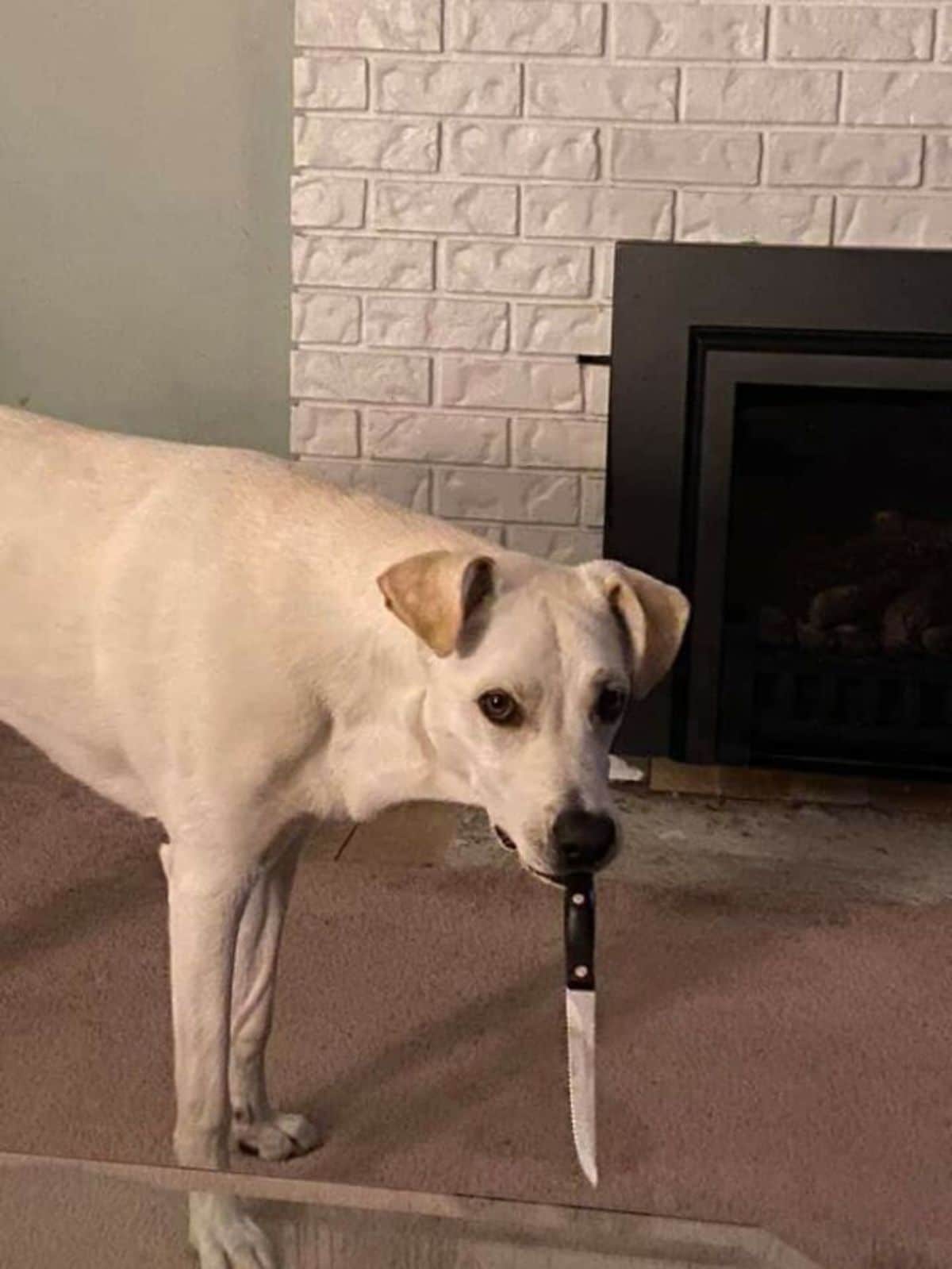 white dog holding a knife by the handle in its mouth