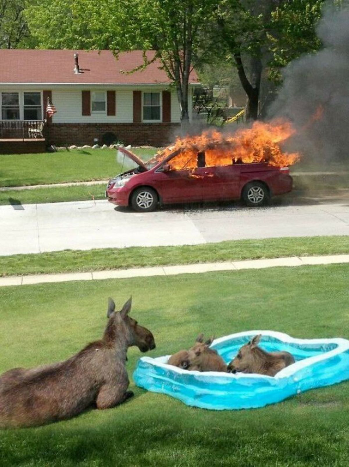 red car parked on the street on fire with a moose laying on a lawn next to 2 calves in a blue kiddie pool