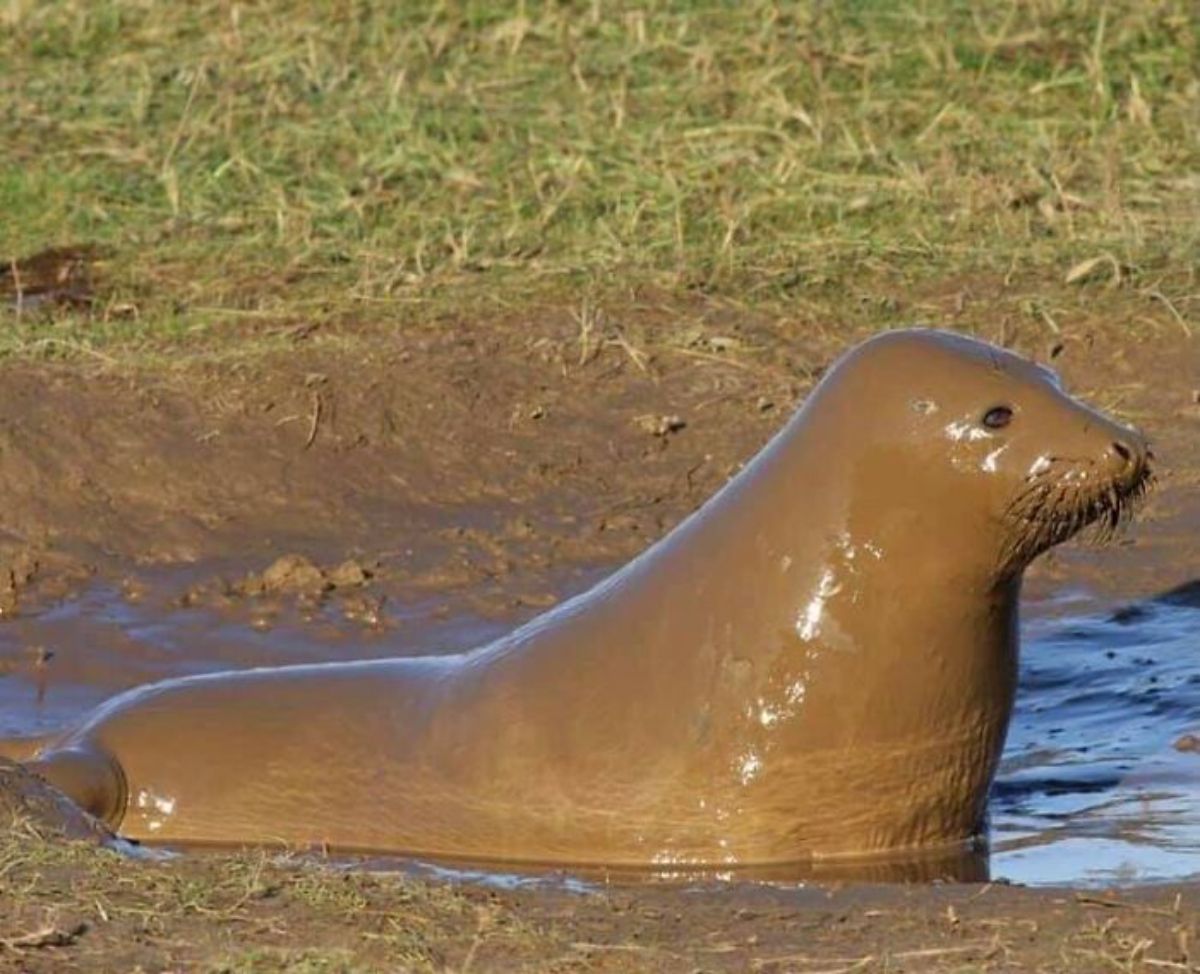 seal in water covered entirely in mud