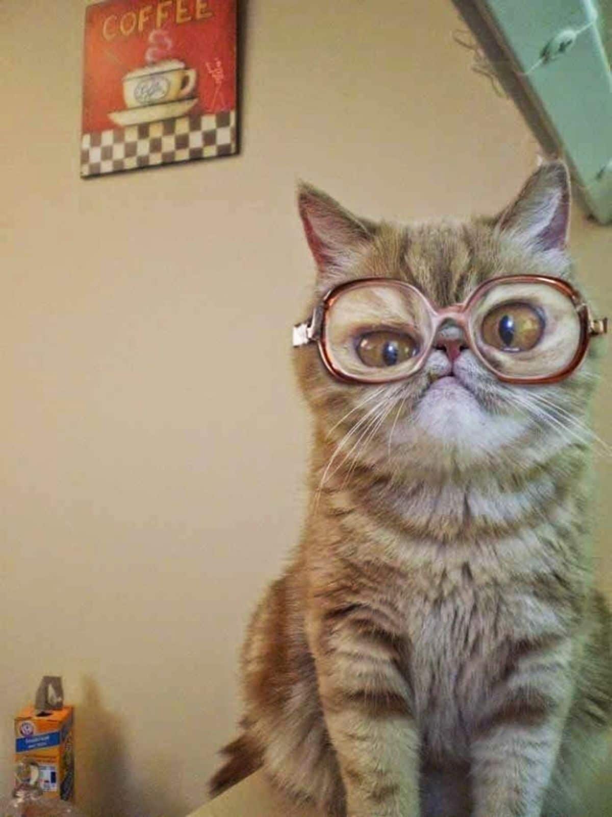 grey and white fluffy cat wearing pink framed spectacles with the eyeballs looks large