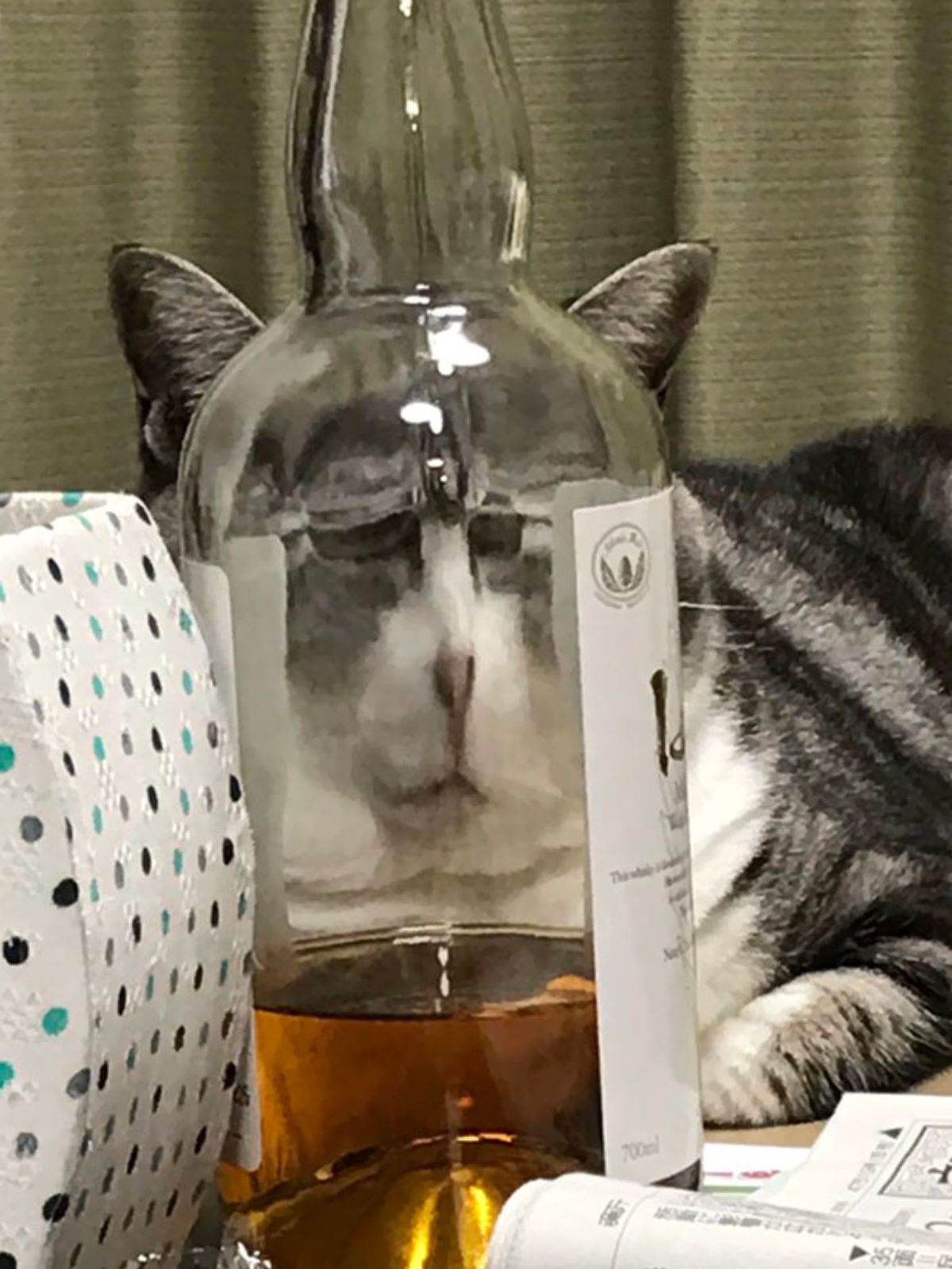 black and white tabby cat seen through glass bottle