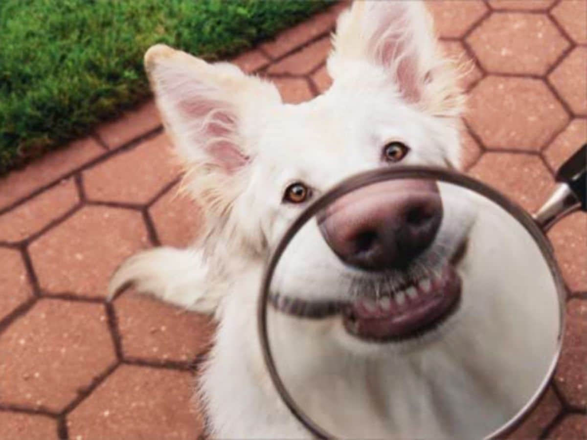 white fluffy dog smiling seen through a magnifying glass