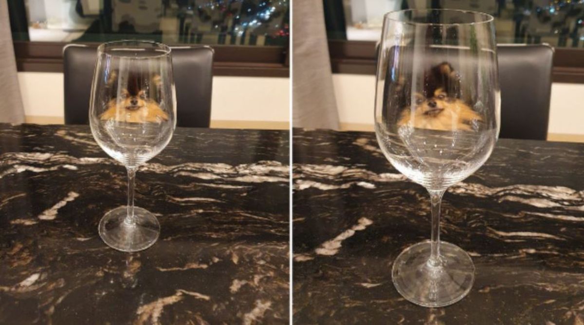 2 photos of black and brown fluffy dog sitting on a black chair at a black table seen through a wine glass
