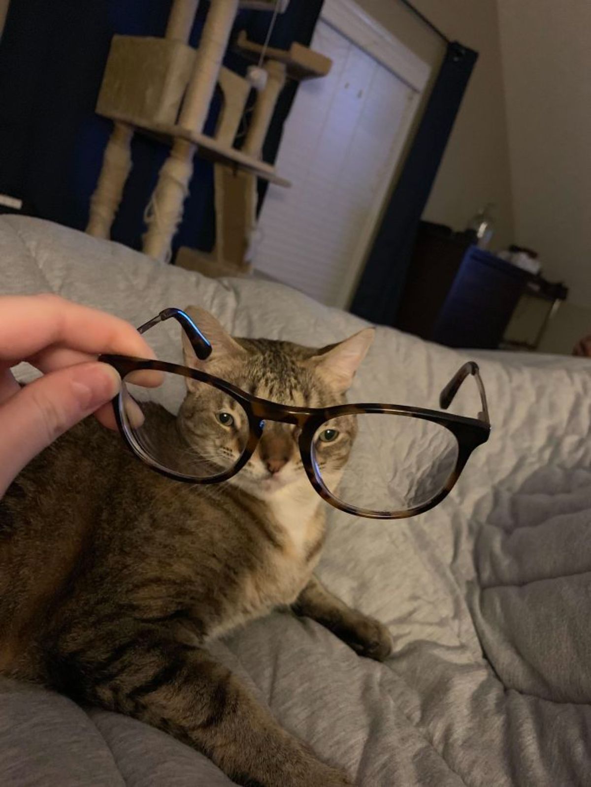 brown tabby cat laying on grey bed seen through brown framed spectacles