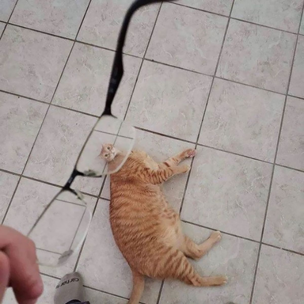 orange cat laying on the floor seen through spectacles