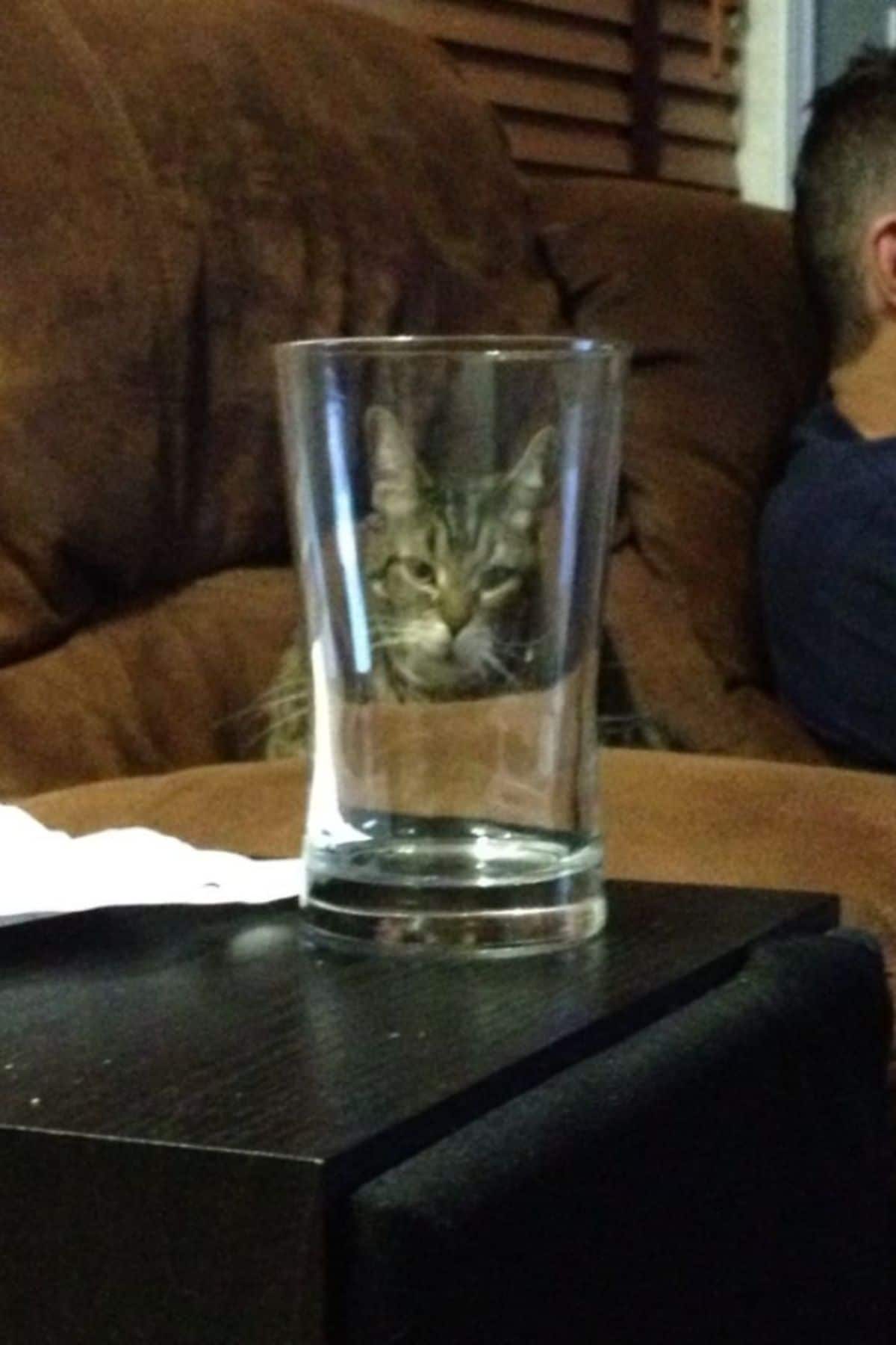 grey tabby cat seen through a glass