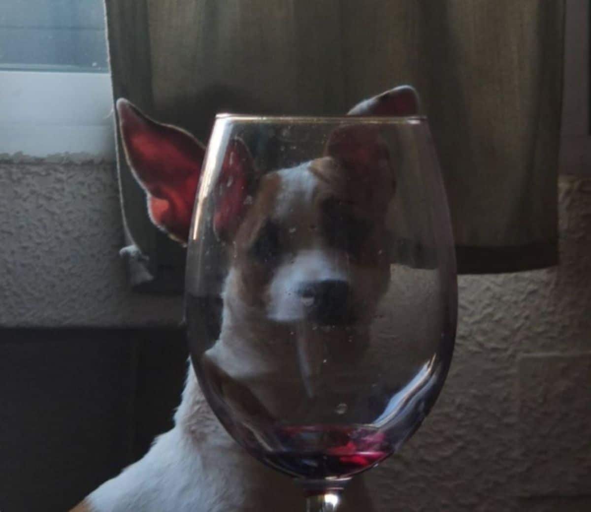 brown and white dog looking through wine glass