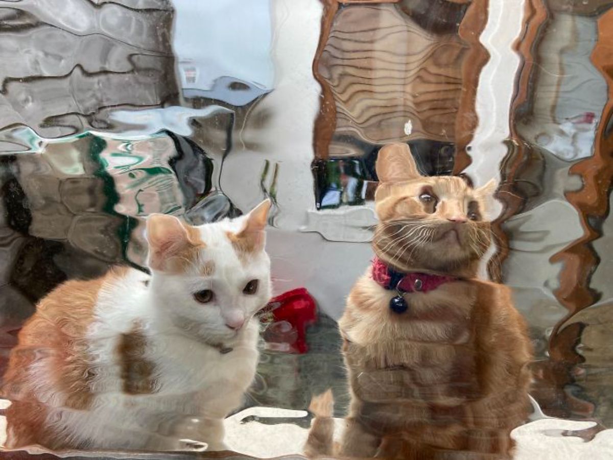 orange and white cat and orange cat seen through a large glass