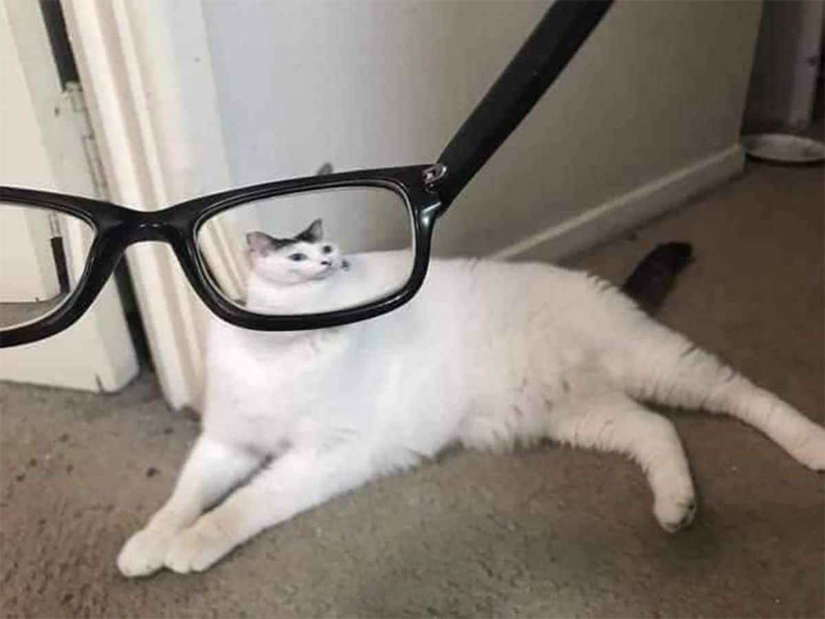 white and black cat seen through black framed spectacles