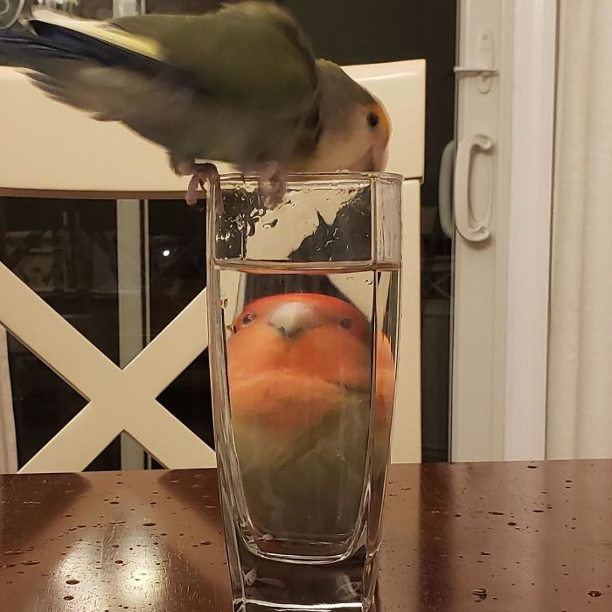 orange green and yellow parrot perched on a glass of water with another parrot sitting behind the glass