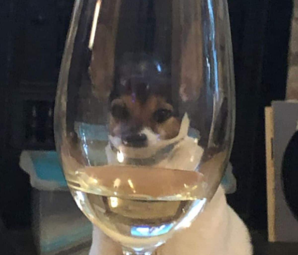 white black and brown dog seen through wine glass