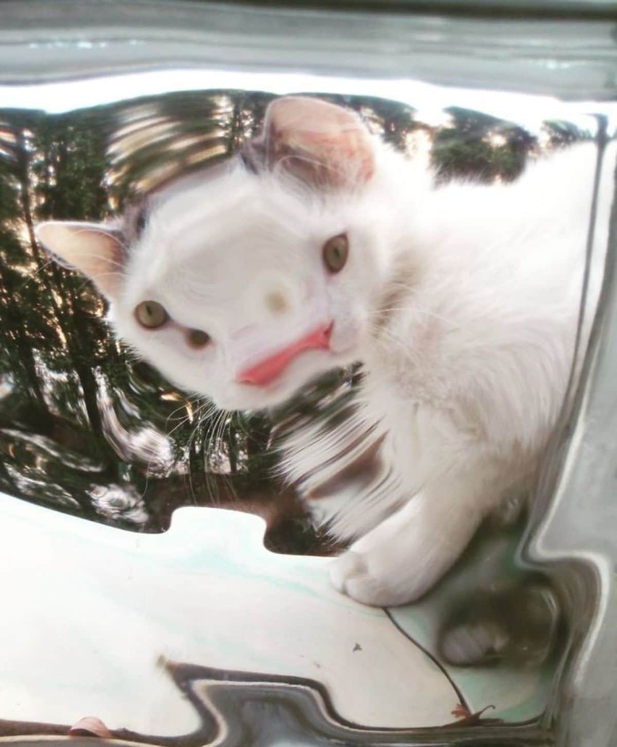 white cat seen through glass