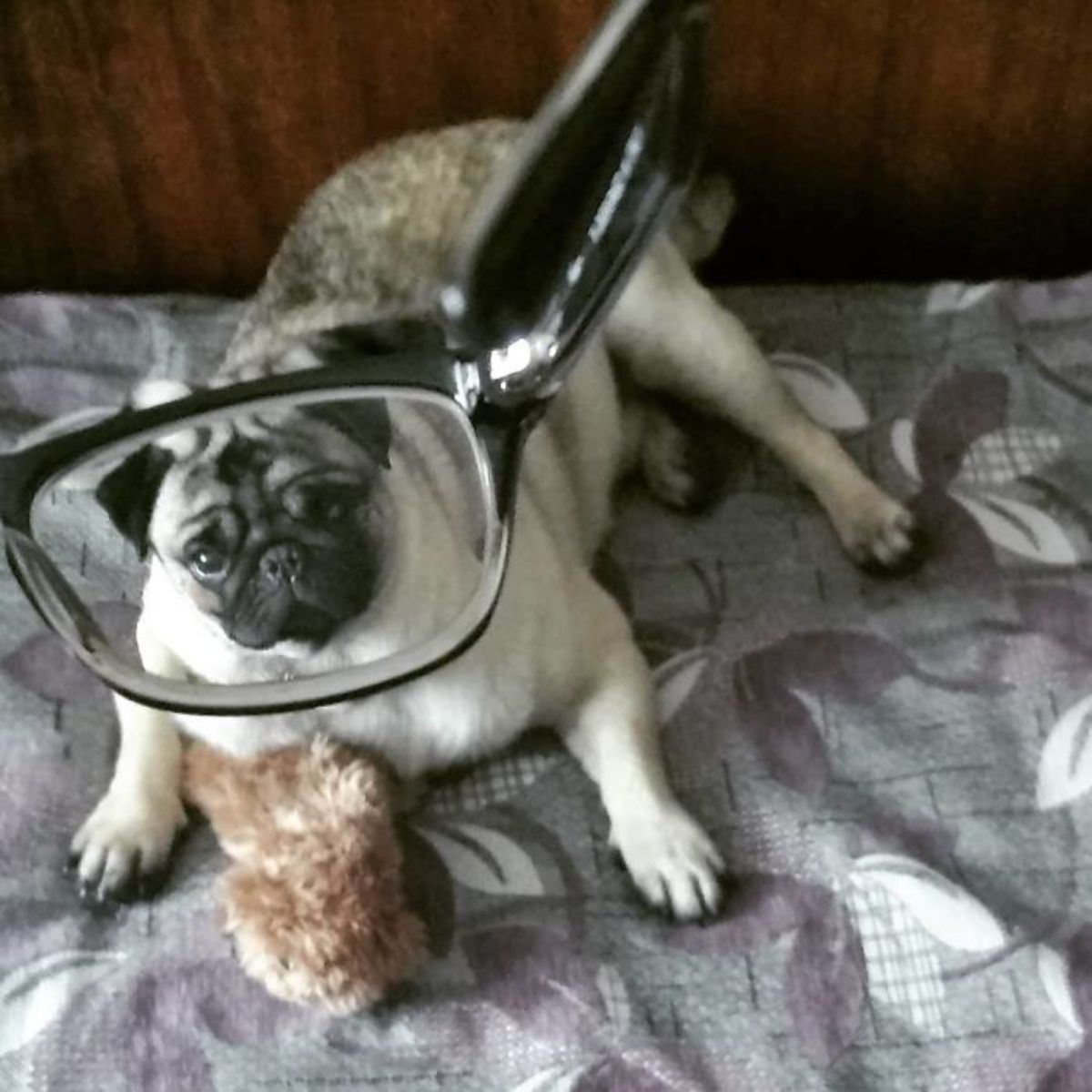 white pug laying on grey blanket seen through black framed spectacles