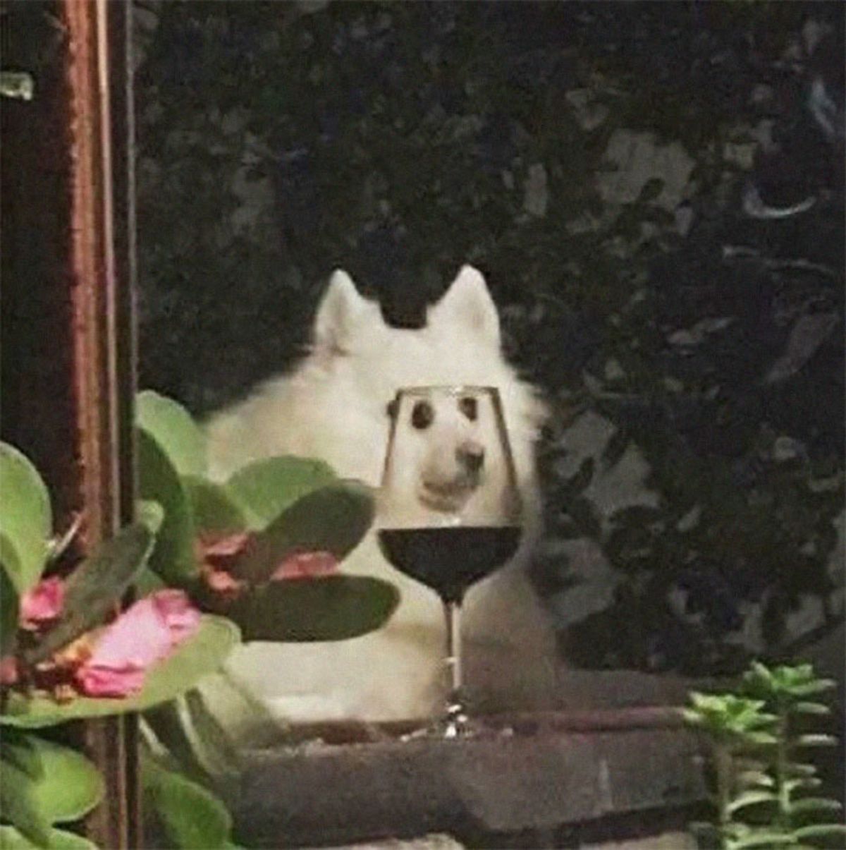 white fluffy dog being seen through a wine glass